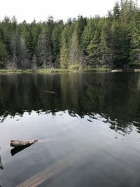 Scenic view of lake by trees in forest