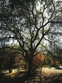 Low angle view of tree against sky