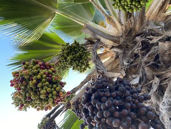 Fruits hanging on tree