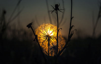 Close-up of dandelion against sky at sunset