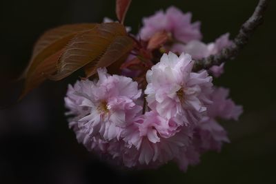 Close-up of flowers