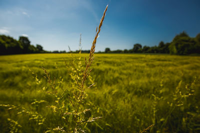 Crops growing on field against sky