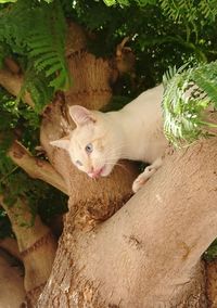 Cat lying on tree trunk