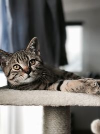 Close-up of cat