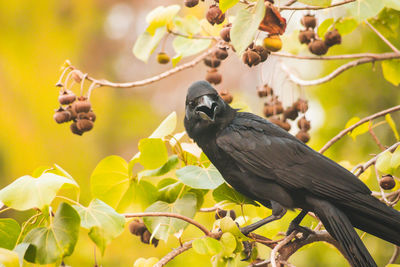 Close-up of bird perching on branch