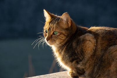 Close-up of cat