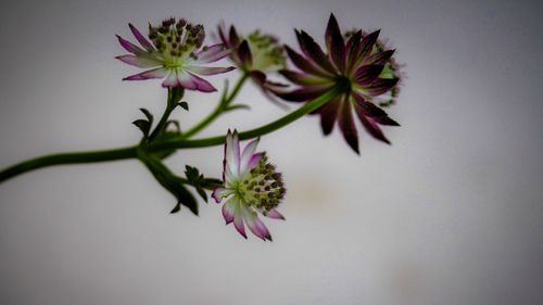 Close-up of pink flowers