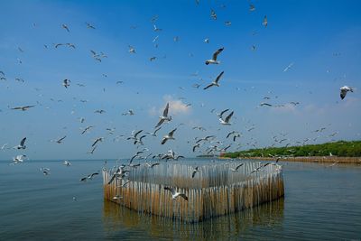 Seagulls flying over sea against sky