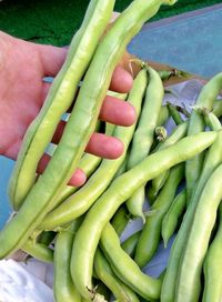 Close-up of hand holding vegetables