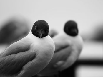 Close-up of bird