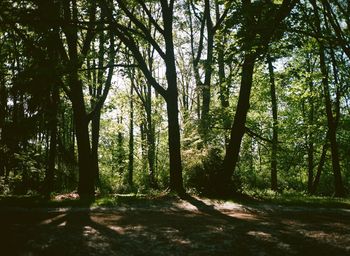 Trees in forest