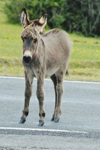 Portrait of foal standing on road