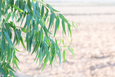 Close-up of fresh green leaves