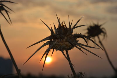 Close-up of silhouette plant against sky during sunset