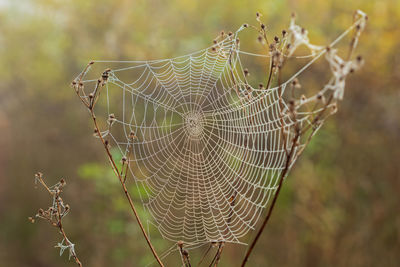 Close-up of spider on web