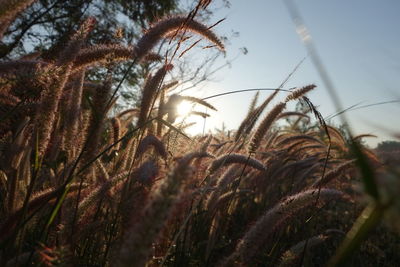 Low angle view of stalks in field against sky