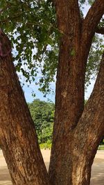 Low angle view of tree against sky