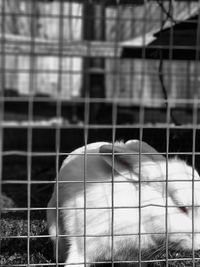 Close-up of cat in cage