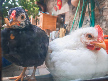 Close-up of birds