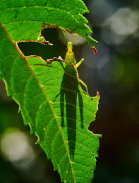 Close-up of insect on leaves