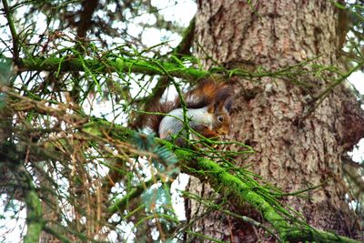 Low angle view of bird perching on tree