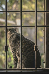 Close-up of cat seen through window