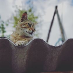 Close-up of a cat looking away