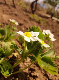 Close-up of white flowering plant