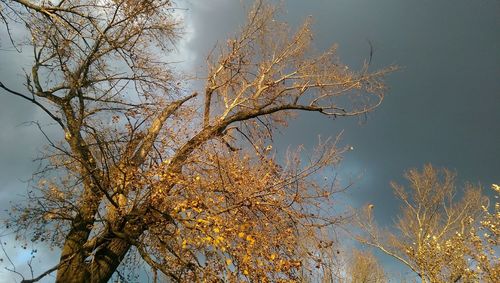 Low angle view of bare trees against sky