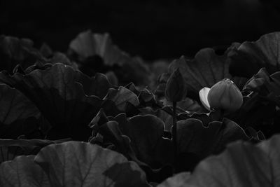 Close-up of plant against black background