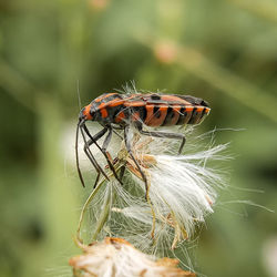 Close-up of insect on plant