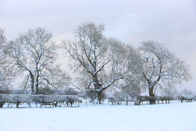 Bare tree on snow covered field against sky