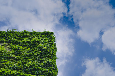 Low angle view of tree against sky