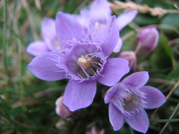 Close-up of purple flowers blooming outdoors