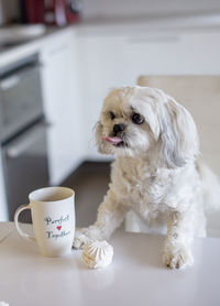 Shih tzu dog at the table in home kitchen