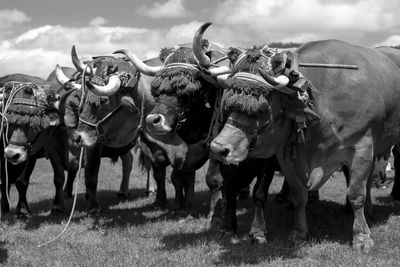 Oxen in black and white