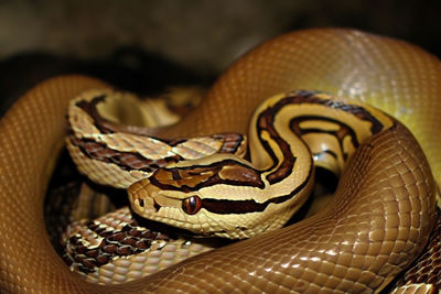 Close-up of snake