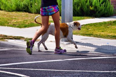 Low section of man walking with dog on street