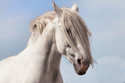 Moroccan white horse
