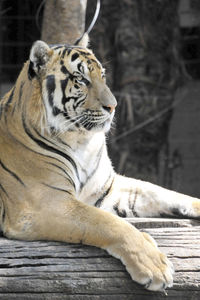 Close-up of tiger relaxing outdoors