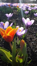 Close-up of purple crocus blooming on field