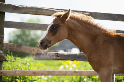 Horse standing outdoors