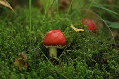 Close-up of mushroom growing on field