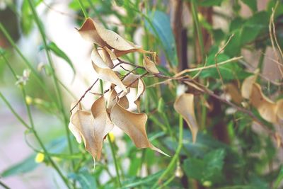 Close-up of dry leaves on plant