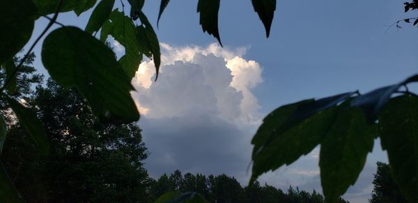 Low angle view of silhouette trees against sky