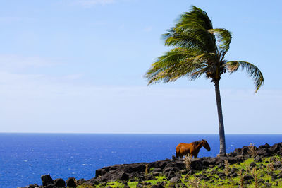 Horse by palm tree on cliff by sea against clear sky