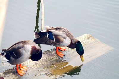 High angle view of birds in lake