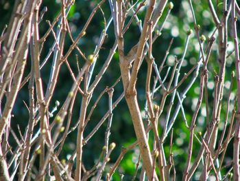 Close-up of dry plants on land