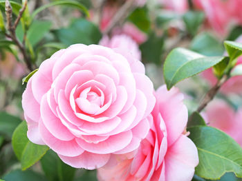 Close-up of pink rose