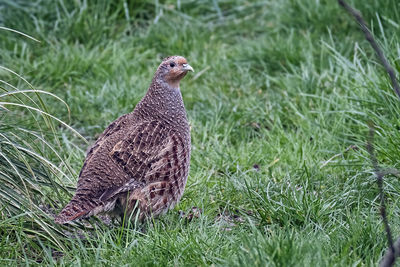 Close-up of a bird on grass